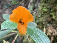 Columnea strigosa image