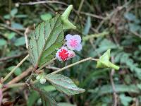 Begonia urticae image