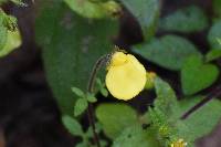 Calceolaria tripartita image