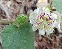 Passiflora vesicaria image