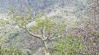 Ceiba trischistandra image