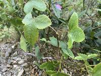 Passiflora cumbalensis image