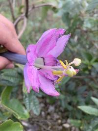 Passiflora cumbalensis image