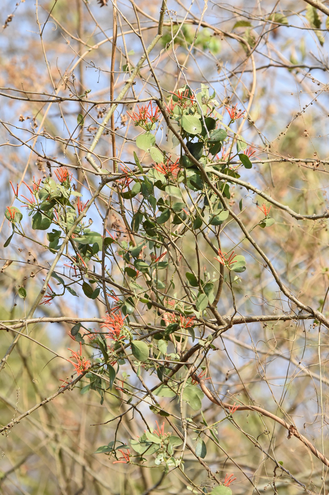 Psittacanthus divaricatus image