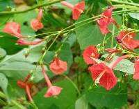 Image of Ipomoea hederifolia