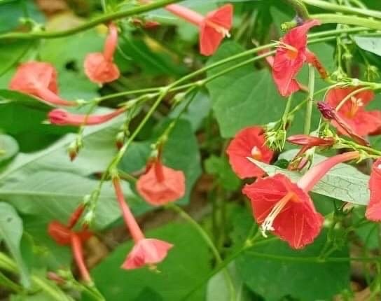 Ipomoea hederifolia image