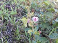 Mimosa albida image