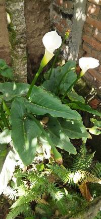 Image of Zantedeschia aethiopica