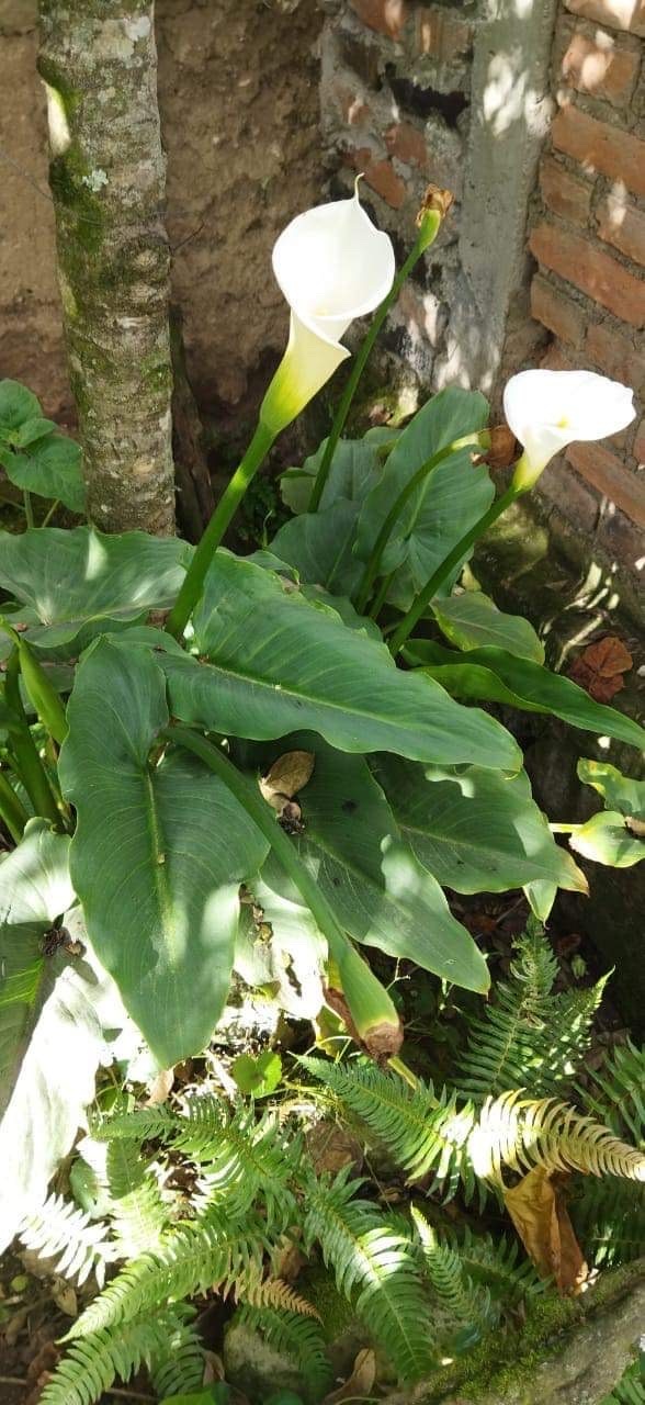 Zantedeschia image