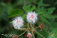 Mimosa albida image