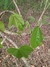 Cavanillesia platanifolia image