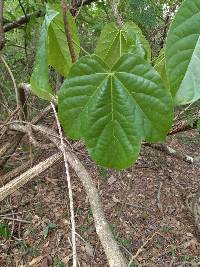 Cavanillesia platanifolia image