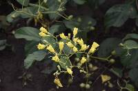 Cordia lutea image