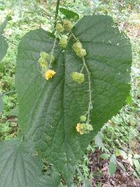 Abutilon dispermum image