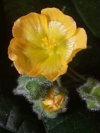 Abutilon dispermum image