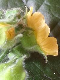 Abutilon dispermum image