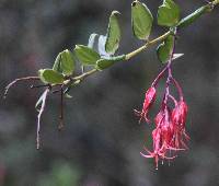 Ceratostema reginaldii image