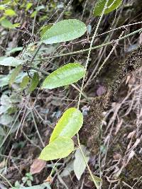 Passiflora auriculata image