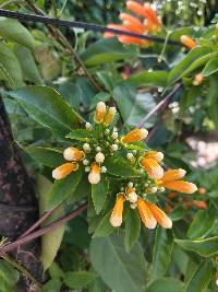 Pyrostegia venusta image