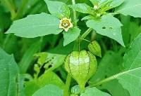 Image of Physalis angulata