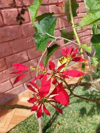 Euphorbia pulcherrima image