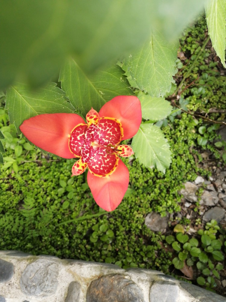 Tigridia pavonia image