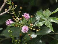 Mimosa albida image