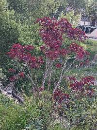 Euphorbia cotinifolia image