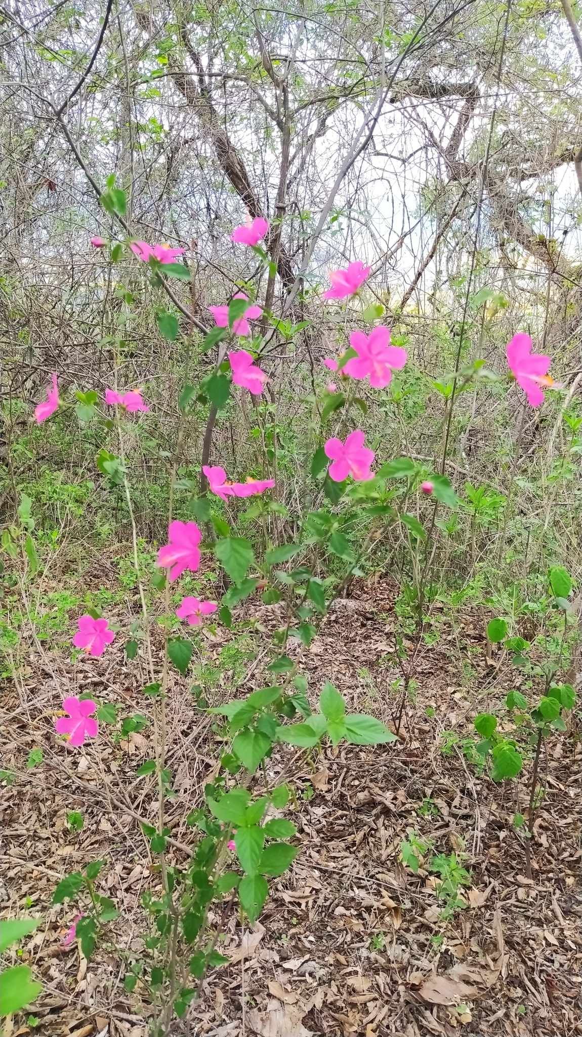 Hibiscus phoeniceus image