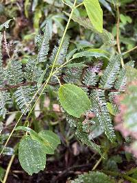 Passiflora subpurpurea image