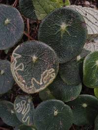 Peperomia tropeoloides image