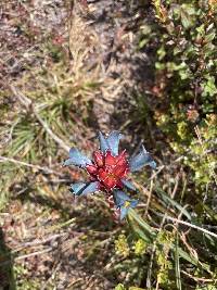 Puya eryngioides image