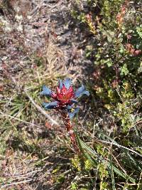 Puya eryngioides image