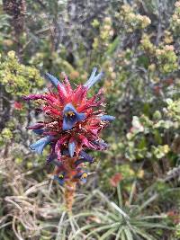 Puya eryngioides image