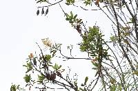 Oreocallis grandiflora image