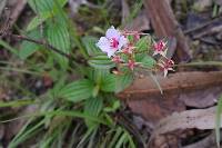 Monochaetum lineatum image