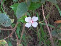 Monochaetum lineatum image