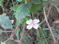 Monochaetum lineatum image