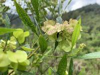 Dodonaea viscosa image