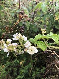 Monochaetum lineatum image