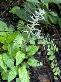 Peperomia fraseri image