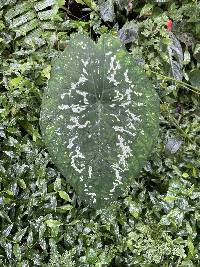 Caladium steudnerifolium image