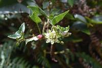 Passiflora exoperculata image