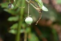 Passiflora exoperculata image