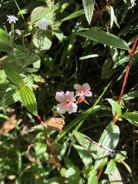 Monochaetum lineatum image