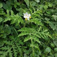 Solanum sisymbriifolium image