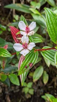 Monochaetum lineatum image