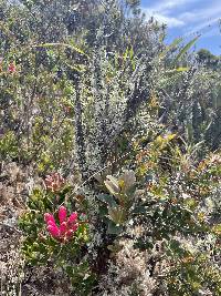 Bejaria resinosa image