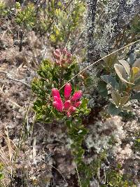 Bejaria resinosa image