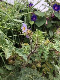 Solanum sisymbriifolium image